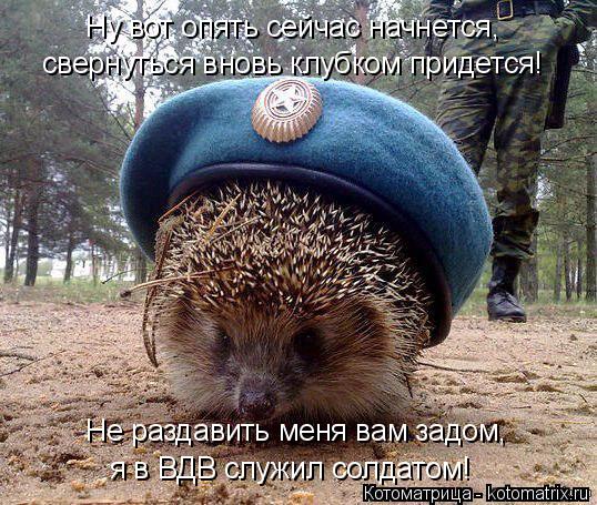 свернуться вновь клубком придется! Ну вот опять сейчас начнется, Не раздавить меня вам задом, я в ВДВ... Котоматрица: свернуться вновь клубком придется! Ну вот опять сейчас начнется, Не раздавить меня вам задом, я в ВДВ служил солдатом!