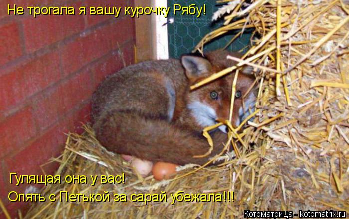 Не трогала я вашу курочку Рябу! Гулящая она у вас! Опять с Петькой за сарай убежала!!!... Котоматрица: Не трогала я вашу курочку Рябу! Гулящая она у вас! Опять с Петькой за сарай убежала!!!