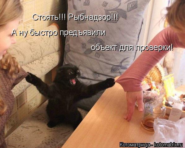 Стоять!!! Рыбнадзор!!! А ну быстро предъявили объект для проверки!... Котоматрица: Стоять!!! Рыбнадзор!!! А ну быстро предъявили объект для проверки!