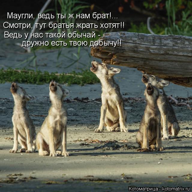 Маугли, ведь ты ж нам брат!... Смотри, тут братья жрать хотят!! Ведь у нас такой обычай - дружно есть... Котоматрица: Маугли, ведь ты ж нам брат!... Смотри, тут братья жрать хотят!! Ведь у нас такой обычай - дружно есть твою добычу!!