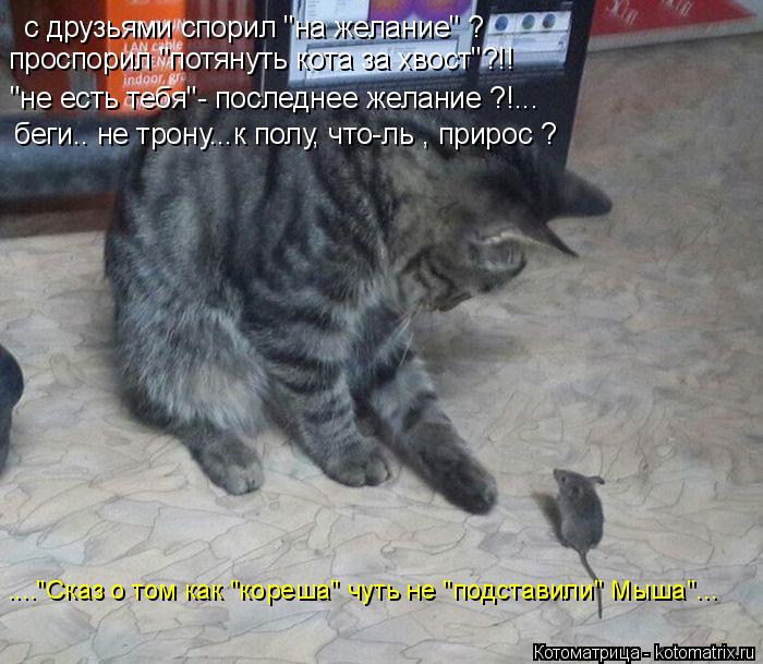 проспорил "потянуть кота за хвост"?!! "не есть тебя"- последнее желание ?!... беги.. не трону...к пол... Котоматрица: проспорил "потянуть кота за хвост"?!! "не есть тебя"- последнее желание ?!... беги.. не трону...к полу, что-ль , прирос ? с друзьями спорил "на желани
