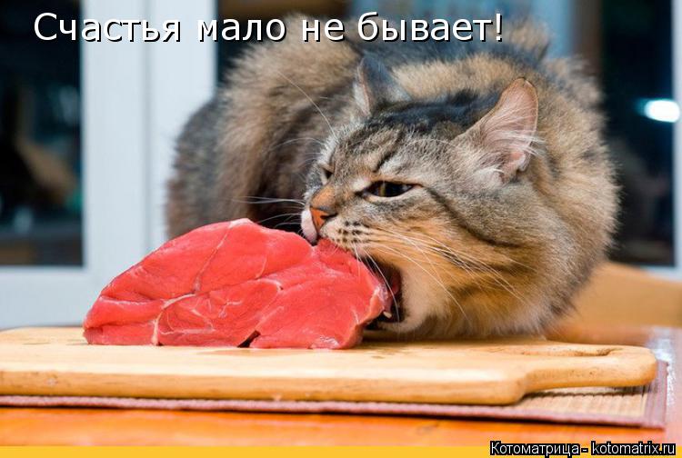 Счастья мало не бывает!... Котоматрица: Счастья мало не бывает!