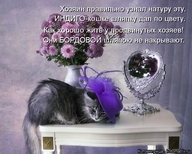 Хозяин правильно узнал натуру эту. ИНДИГО-кошке шляпку дал по цвету. Как хорошо жить у продвинутых хо... Котоматрица: Хозяин правильно узнал натуру эту. ИНДИГО-кошке шляпку дал по цвету. Как хорошо жить у продвинутых хозяев! Они БОРДОВОЙ шляпою не накрывают.