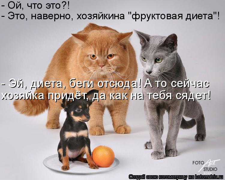 - Ой, что это?! - Это, наверно, хозяйкина "фруктовая диета"! - Эй, диета, беги отсюда! А то сейчас х... Котоматрица: - Ой, что это?! - Это, наверно, хозяйкина "фруктовая диета"! - Эй, диета, беги отсюда! А то сейчас хозяйка придёт, да как на тебя сядет!