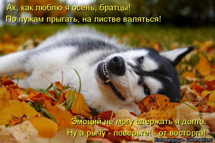 Ах, как люблю я осень, братцы! По лужам прыгать, на листве валяться! Эмоций не могу сдержать я долго.... Котоматрица: Ах, как люблю я осень, братцы! По лужам прыгать, на листве валяться! Эмоций не могу сдержать я долго. Ну а рычу - поверьте! - от восторга!
