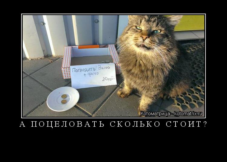 А ПОЦЕЛОВАТЬ СКОЛЬКО СТОИТ? ... Котоматрица: А ПОЦЕЛОВАТЬ СКОЛЬКО СТОИТ?