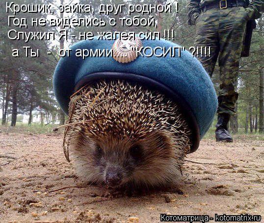 Крошик, зайка, друг родной ! Год не виделись с тобой, Год не виделись с тобой, Служил Я - не жалея си... Котоматрица: Крошик, зайка, друг родной ! Год не виделись с тобой, Год не виделись с тобой, Служил Я - не жалея сил !!! а Ты - от армии.... "КОСИЛ" ?!!!!