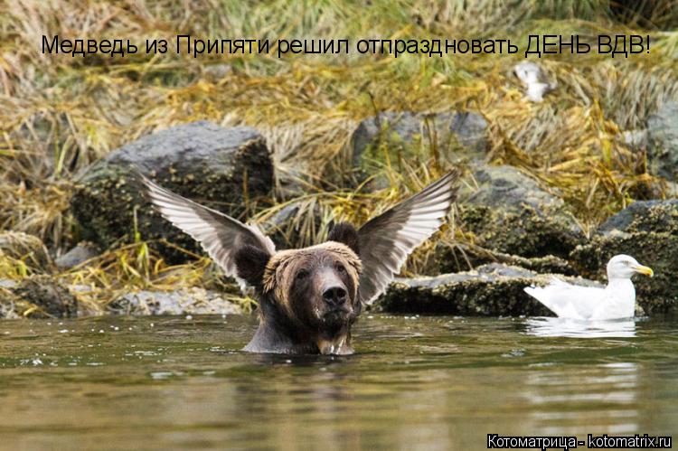 Медведь из Припяти решил отпраздновать ДЕНЬ ВДВ!... Котоматрица: Медведь из Припяти решил отпраздновать ДЕНЬ ВДВ!