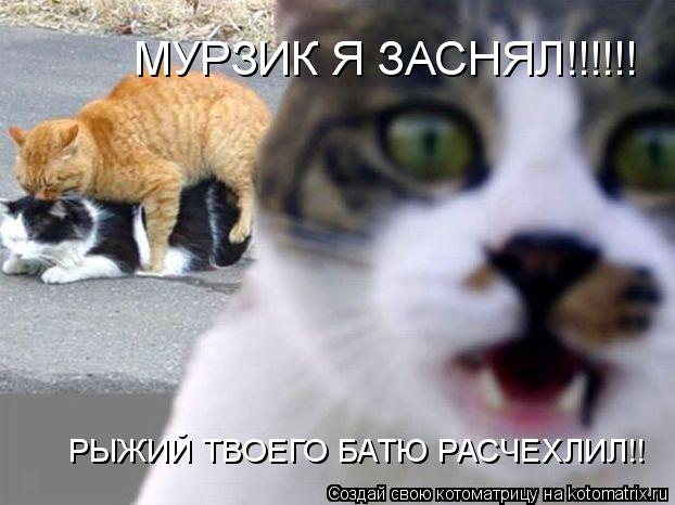 МУРЗИК Я ЗАСНЯЛ!!!!!! РЫЖИЙ ТВОЕГО БАТЮ РАСЧЕХЛИЛ!!... Котоматрица: МУРЗИК Я ЗАСНЯЛ!!!!!! РЫЖИЙ ТВОЕГО БАТЮ РАСЧЕХЛИЛ!!