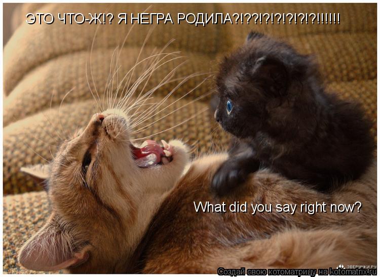 ЭТО ЧТО-Ж!? Я НЕГРА РОДИЛА?!??!?!?!?!?!?!!!!!! What did you say right now?... Котоматрица: ЭТО ЧТО-Ж!? Я НЕГРА РОДИЛА?!??!?!?!?!?!?!!!!!! What did you say right now?