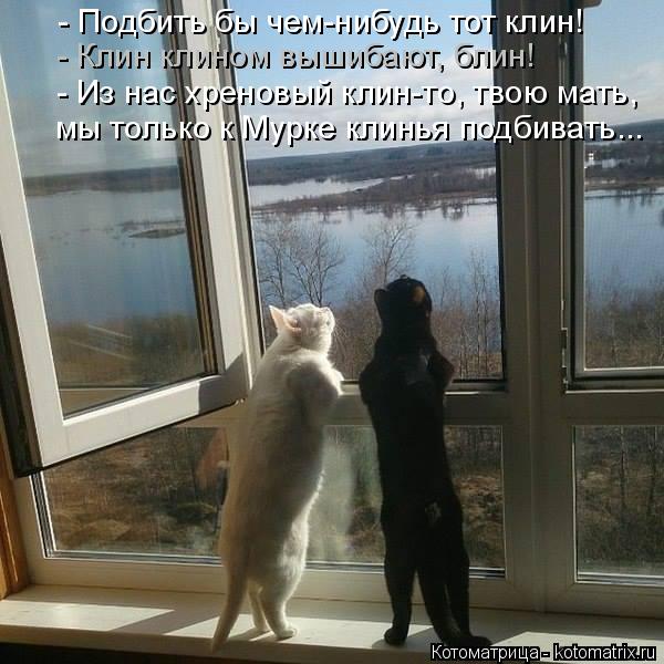- Подбить бы чем-нибудь тот клин! мы только к Мурке клинья подбивать... - Клин клином вышибают, блин!... Котоматрица: - Подбить бы чем-нибудь тот клин! мы только к Мурке клинья подбивать... - Клин клином вышибают, блин! - Из нас хреновый клин-то, твою мать,
