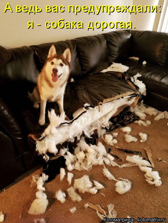 А ведь вас предупреждали: я - собака дорогая.... Котоматрица: А ведь вас предупреждали: я - собака дорогая.