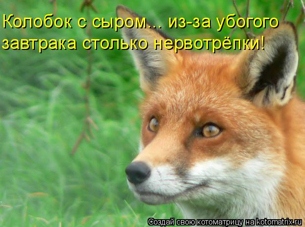 Колобок с сыром... из-за убогого завтрака столько нервотрёпки!... Котоматрица: Колобок с сыром... из-за убогого завтрака столько нервотрёпки!