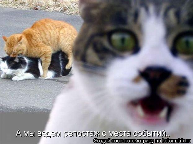 А мы ведем репортаж с места событий..... Котоматрица: А мы ведем репортаж с места событий..