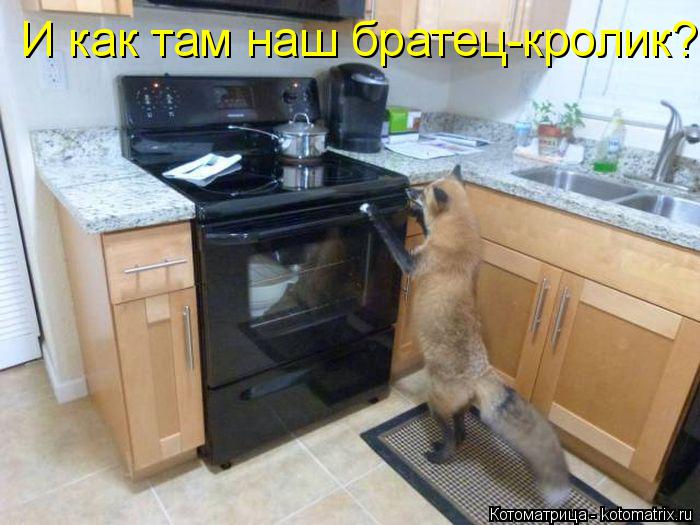 И как там наш братец-кролик?... Котоматрица: И как там наш братец-кролик?