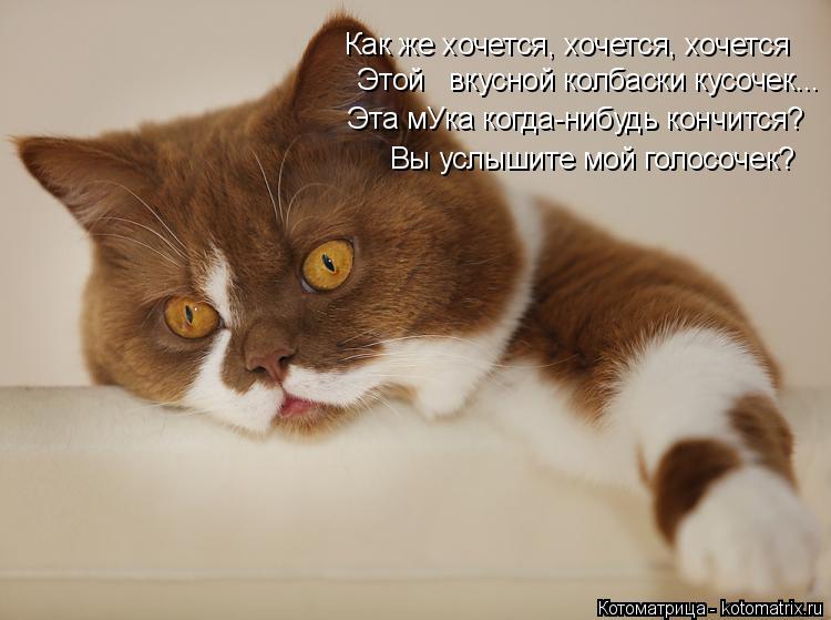 Этой вкусной колбаски кусочек... Как же хочется, хочется, хочется Эта мУка когда-нибудь кончится? В... Котоматрица: Этой вкусной колбаски кусочек... Как же хочется, хочется, хочется Эта мУка когда-нибудь кончится? Вы услышите мой голосочек?