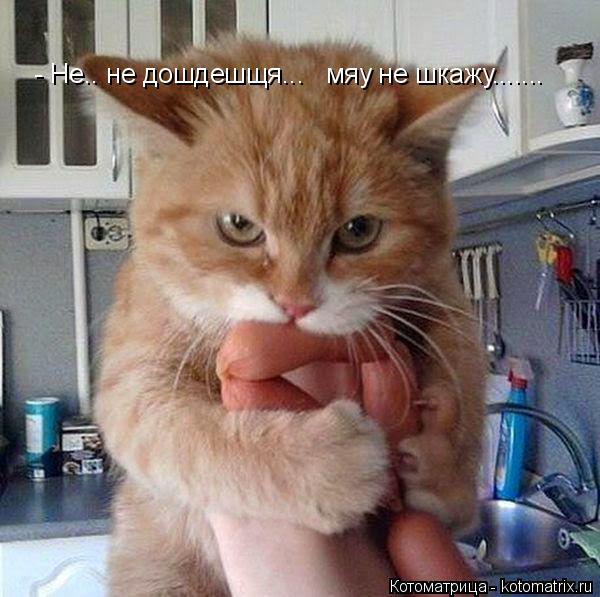 - Не.. не дошдешщя... мяу не шкажу.......... Котоматрица: - Не.. не дошдешщя... мяу не шкажу.......