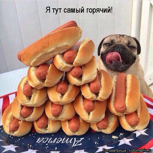 Я тут самый горячий!... Котоматрица: Я тут самый горячий!