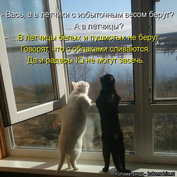 - Вась, а в лётчики с избыточным весом берут? ... А в лётчицы? - ...В лётчицы белых и пушистых не бе... Котоматрица: - Вась, а в лётчики с избыточным весом берут? ... А в лётчицы? - ...В лётчицы белых и пушистых не берут... Да и радары IQ не могут засечь. Говорят, чт
