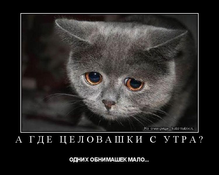 А ГДЕ ЦЕЛОВАШКИ С УТРА? ОДНИХ ОБНИМАШЕК МАЛО...... Котоматрица: А ГДЕ ЦЕЛОВАШКИ С УТРА? ОДНИХ ОБНИМАШЕК МАЛО...