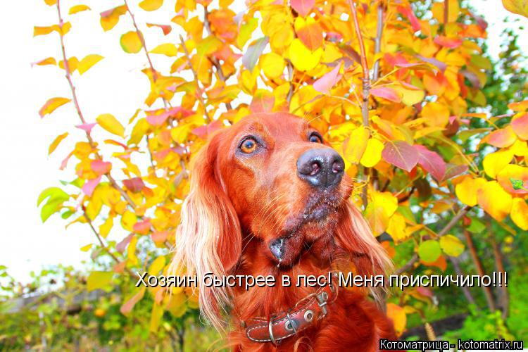 Хозяин быстрее в лес! Меня приспичило!!!... Котоматрица: Хозяин быстрее в лес! Меня приспичило!!!