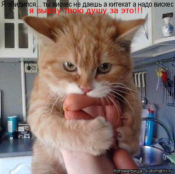 Я обидился... ты вискес не даешь а китекат а надо вискес я вырву твою душу за это!!!... Котоматрица: Я обидился... ты вискес не даешь а китекат а надо вискес я вырву твою душу за это!!!
