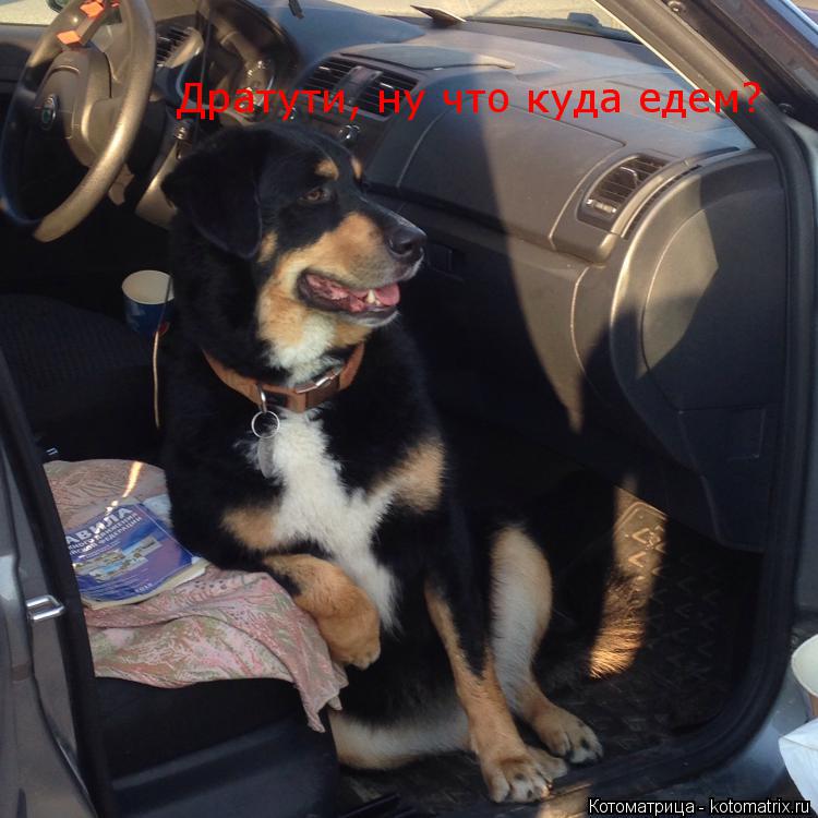Дратути, ну что куда едем?... Котоматрица: Дратути, ну что куда едем?