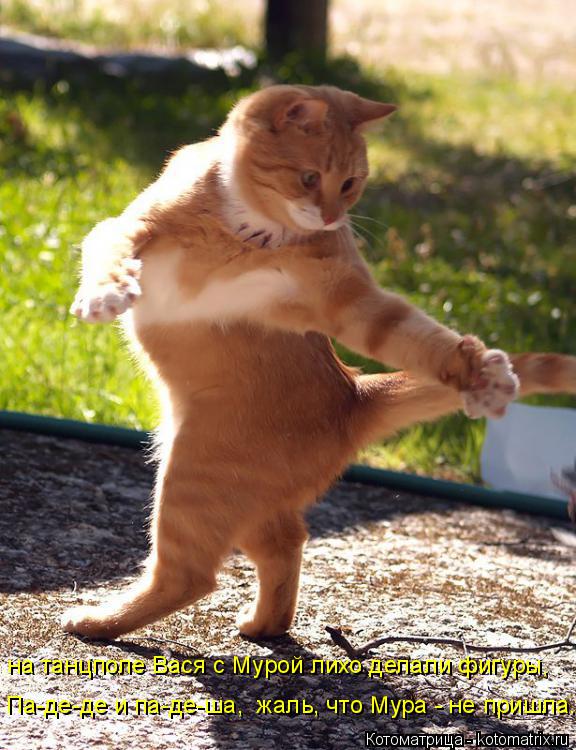 на танцполе Вася с Мурой лихо делали фигуры, Па-де-де и па-де-ша, жаль, что Мура - не пришла....... Котоматрица: на танцполе Вася с Мурой лихо делали фигуры, Па-де-де и па-де-ша, жаль, что Мура - не пришла....