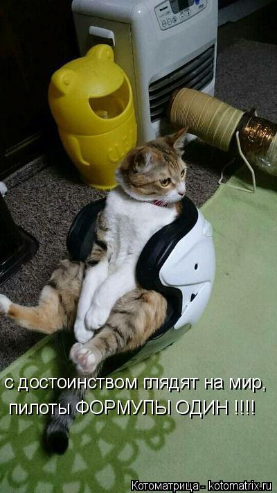 с достоинством глядят на мир, пилоты ФОРМУЛЫ ОДИН !!!!... Котоматрица: с достоинством глядят на мир, пилоты ФОРМУЛЫ ОДИН !!!!