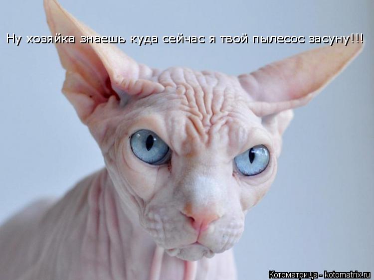 Ну хозяйка знаешь куда сейчас я твой пылесос засуну!!! Ну хозяйка знаешь куда сейчас я твой пылесос з... Котоматрица: Ну хозяйка знаешь куда сейчас я твой пылесос засуну!!! Ну хозяйка знаешь куда сейчас я твой пылесос засуну!!! Ну хозяйка знаешь куда сейчас я