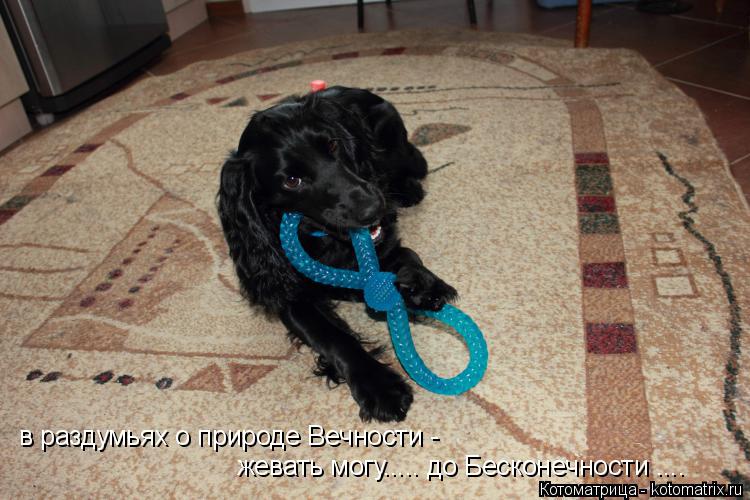 в раздумьях о природе Вечности - жевать могу..... до Бесконечности ....... Котоматрица: в раздумьях о природе Вечности - жевать могу..... до Бесконечности ....