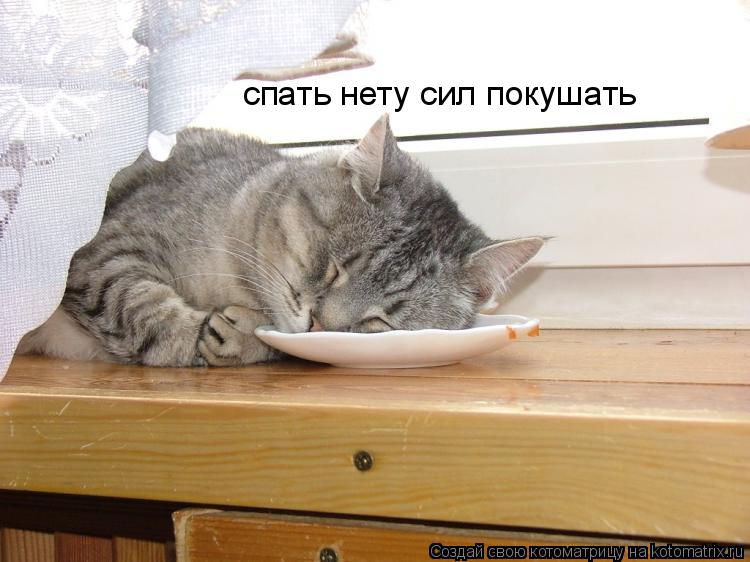 спать нету сил покушать... Котоматрица: спать нету сил покушать