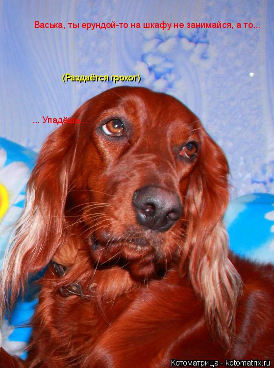 Васька, ты ерундой-то на шкафу не занимайся, а то... (Раздаётся грохот) ... Упадёшь...... Котоматрица: Васька, ты ерундой-то на шкафу не занимайся, а то... (Раздаётся грохот) ... Упадёшь...