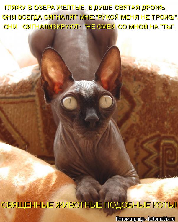 ГЛЯЖУ В ОЗЕРА ЖЕЛТЫЕ, В ДУШЕ СВЯТАЯ ДРОЖЬ. ОНИ ВСЕГДА СИГНАЛЯТ МНЕ:"РУКОЙ МЕНЯ НЕ ТРОЖЬ". ОНИ СИГНА... Котоматрица: ГЛЯЖУ В ОЗЕРА ЖЕЛТЫЕ, В ДУШЕ СВЯТАЯ ДРОЖЬ. ОНИ ВСЕГДА СИГНАЛЯТ МНЕ:"РУКОЙ МЕНЯ НЕ ТРОЖЬ". ОНИ СИГНАЛИЗИРУЮТ: "НЕ СМЕЙ СО МНОЙ НА "ТЫ". СВЯЩЕННЫ