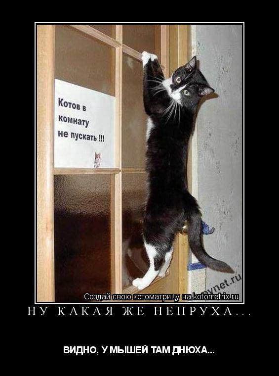 Котоматрица: НУ КАКАЯ ЖЕ НЕПРУХА... ВИДНО, У МЫШЕЙ ТАМ ДНЮХА...