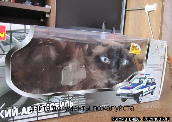 дайте документы пожалуйста... Котоматрица: дайте документы пожалуйста