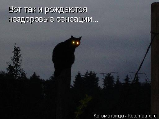 Вот так и рождаются нездоровые сенсации...... Котоматрица: Вот так и рождаются нездоровые сенсации...