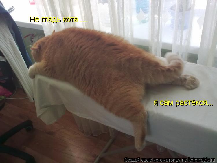 Не гладь кота..... я сам растёкся...... Котоматрица: Не гладь кота..... я сам растёкся...