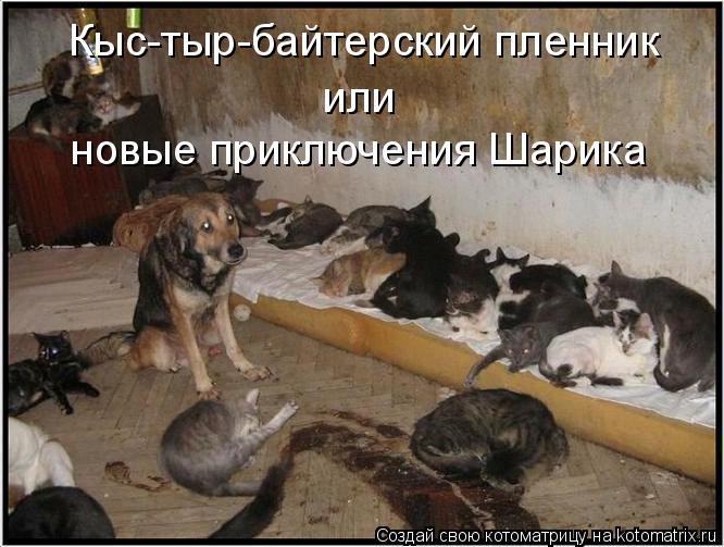 Котоматрица: Кыс-тыр-байтерский пленник или новые приключения Шарика