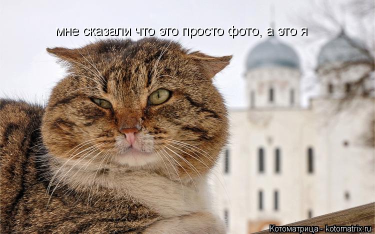 мне сказали что это просто фото, а это я... Котоматрица: мне сказали что это просто фото, а это я