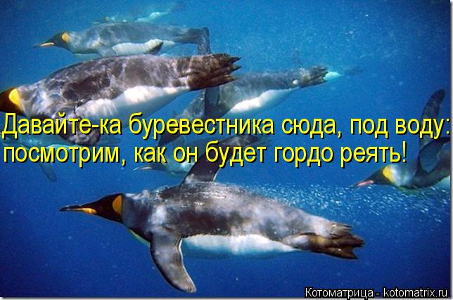 Давайте-ка буревестника сюда, под воду: посмотрим, как он будет гордо реять!... Котоматрица: Давайте-ка буревестника сюда, под воду: посмотрим, как он будет гордо реять!