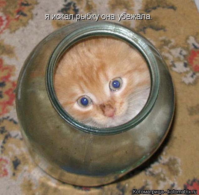 я искал рыбку она убежала.... Котоматрица: я искал рыбку она убежала.