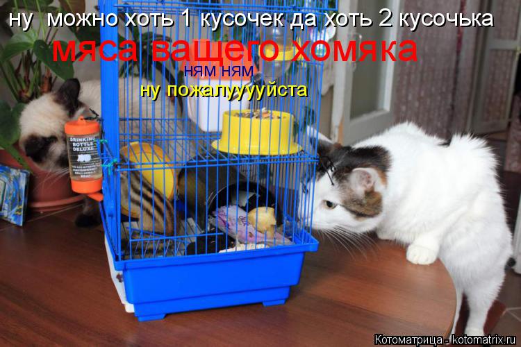 ну можно хоть 1 кусочек да хоть 2 кусочька мяса ващего хомяка ням ням ну пожалууууйста... Котоматрица: ну можно хоть 1 кусочек да хоть 2 кусочька мяса ващего хомяка ням ням ну пожалууууйста