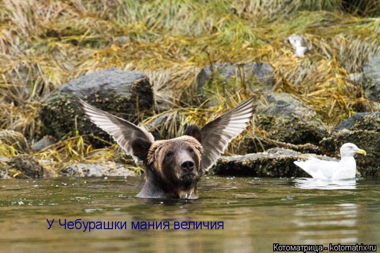 У Чебурашки мания величия... Котоматрица: У Чебурашки мания величия