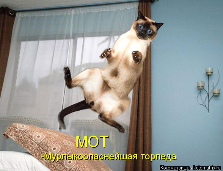 МОТ -Мурлыкоопаснейшая торпеда... Котоматрица: МОТ -Мурлыкоопаснейшая торпеда