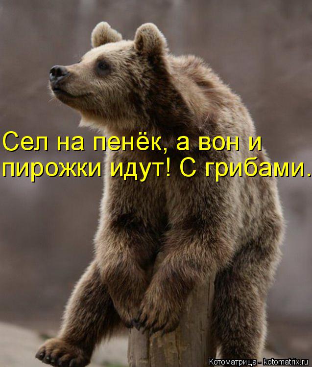 Сел на пенёк, а вон и пирожки идут! С грибами.... Котоматрица: Сел на пенёк, а вон и пирожки идут! С грибами.