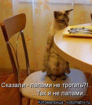 Сказали - лапами не трогать?!... ...Так я не лапами...... Котоматрица: Сказали - лапами не трогать?!... ...Так я не лапами...