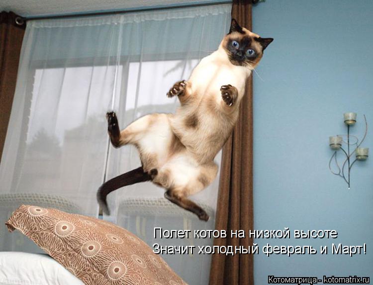 Полет котов на низкой высоте Значит холодный февраль и Март!... Котоматрица: Полет котов на низкой высоте Значит холодный февраль и Март!