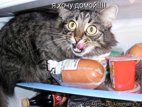 я хочу домой!!!!... Котоматрица: я хочу домой!!!!