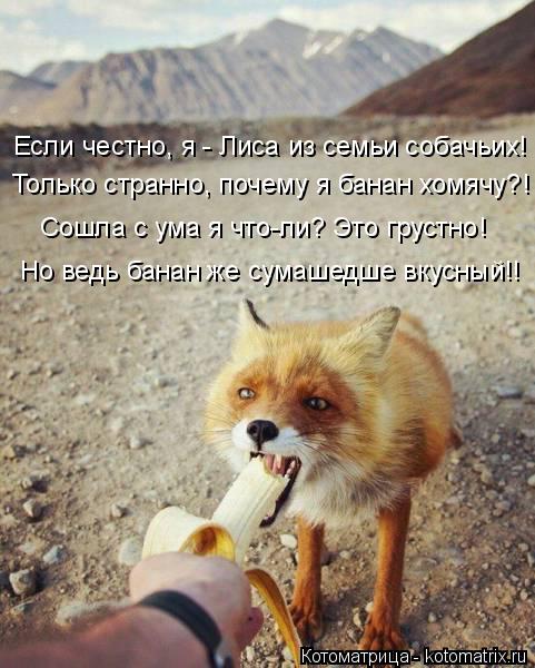 Если честно, я - Лиса из семьи собачьих! Только странно, почему я банан хомячу?! Сошла с ума я что-ли... Котоматрица: Если честно, я - Лиса из семьи собачьих! Только странно, почему я банан хомячу?! Сошла с ума я что-ли? Это грустно! Но ведь банан же сумашедше вк